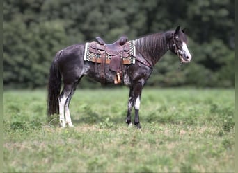 Kentucky Mountain Saddle Horse, Stute, 7 Jahre, 15 hh, Schimmel