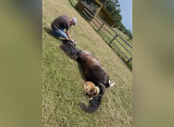 Kentucky Mountain Saddle Horse, Mare, 8 years, 15 hh, Pinto