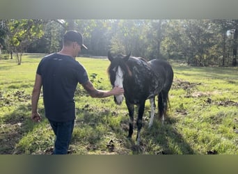 Kentucky Mountain Saddle Horse, Mare, 8 years, 15 hh, Pinto