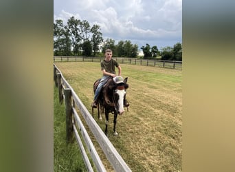 Kentucky Mountain Saddle Horse, Mare, 8 years, 15 hh, Pinto
