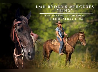 Kentucky Mountain Saddle Horse, Merrie, 10 Jaar, 152 cm, Zwart