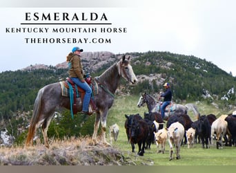 Kentucky Mountain Saddle Horse, Merrie, 11 Jaar, 157 cm, Roan-Blue