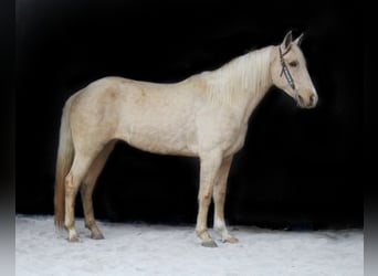 Kentucky Mountain Saddle Horse, Merrie, 14 Jaar, Palomino