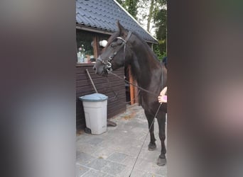 Kentucky Mountain Saddle Horse, Stute, 4 Jahre, 153 cm, Rappe