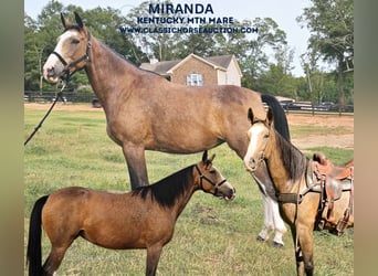 Kentucky Mountain Saddle Horse, Merrie, 5 Jaar, 152 cm, Buckskin