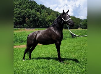 Kentucky Mountain Saddle Horse, Merrie, 6 Jaar, 150 cm, Schimmel
