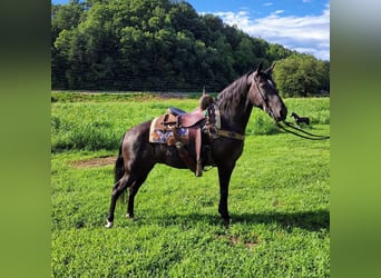 Kentucky Mountain Saddle Horse, Merrie, 7 Jaar, 150 cm, Schimmel