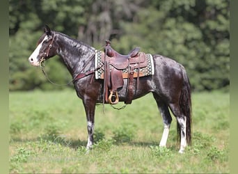 Kentucky Mountain Saddle Horse, Stute, 7 Jahre, 152 cm, Schimmel