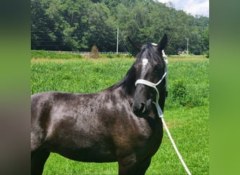 Kentucky Mountain Saddle Horse, Merrie, 8 Jaar, 150 cm, Schimmel