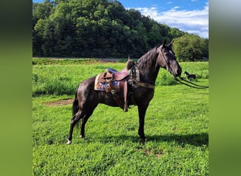 Kentucky Mountain Saddle Horse, Merrie, 8 Jaar, 150 cm, Schimmel