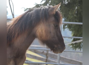 Kentucky Mountain Saddle Horse, Ogier, 1 Rok, 150 cm, Grullo