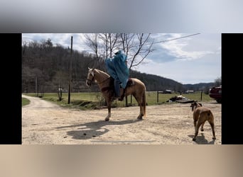 Kentucky Mountain Saddle Horse, Ruin, 10 Jaar, 137 cm, Palomino