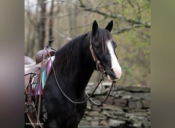 Kentucky Mountain Saddle Horse, Ruin, 10 Jaar, 145 cm, Zwart