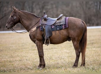 Kentucky Mountain Saddle Horse, Ruin, 10 Jaar, Bruin