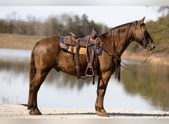 Kentucky Mountain Saddle Horse, Ruin, 10 Jaar, Bruin