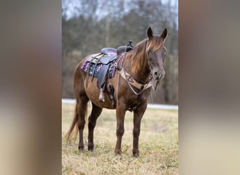 Kentucky Mountain Saddle Horse, Ruin, 10 Jaar, Bruin