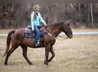 Kentucky Mountain Saddle Horse, Ruin, 10 Jaar, Bruin