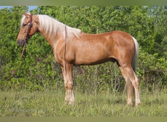 Kentucky Mountain Saddle Horse, Ruin, 11 Jaar, 142 cm, Palomino