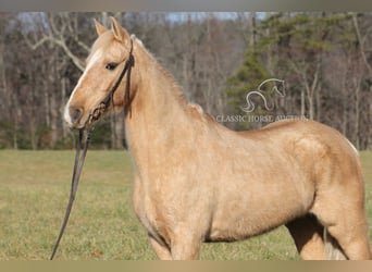 Kentucky Mountain Saddle Horse, Ruin, 11 Jaar, 142 cm, Palomino