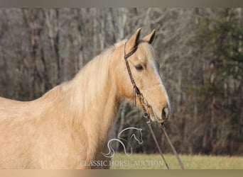 Kentucky Mountain Saddle Horse, Ruin, 11 Jaar, 142 cm, Palomino