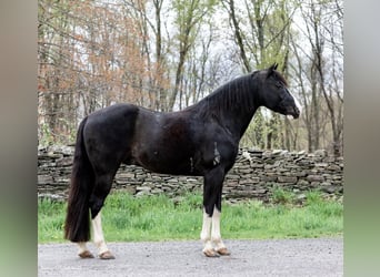 Kentucky Mountain Saddle Horse, Ruin, 11 Jaar, 145 cm, Zwart