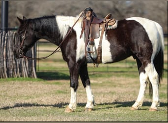 Kentucky Mountain Saddle Horse, Ruin, 11 Jaar, 163 cm, Gevlekt-paard