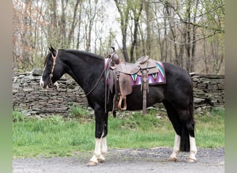 Kentucky Mountain Saddle Horse, Ruin, 12 Jaar, 145 cm, Zwart