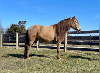 Kentucky Mountain Saddle Horse, Ruin, 12 Jaar, 152 cm, Champagne