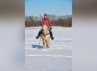 Kentucky Mountain Saddle Horse, Ruin, 12 Jaar, 155 cm, Palomino