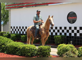 Kentucky Mountain Saddle Horse, Ruin, 12 Jaar, 157 cm, Palomino