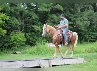 Kentucky Mountain Saddle Horse, Ruin, 12 Jaar, 157 cm, Palomino
