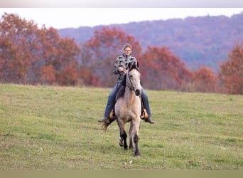 Kentucky Mountain Saddle Horse, Ruin, 13 Jaar, Buckskin