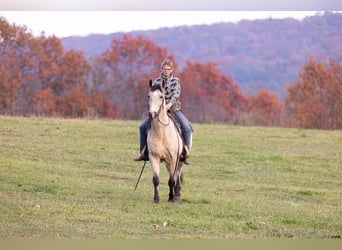 Kentucky Mountain Saddle Horse, Ruin, 13 Jaar, Buckskin