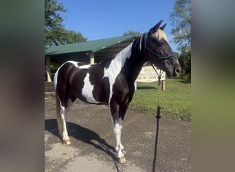 Kentucky Mountain Saddle Horse, Ruin, 13 Jaar, Gevlekt-paard