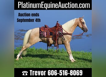 Kentucky Mountain Saddle Horse, Ruin, 14 Jaar, 152 cm, Palomino