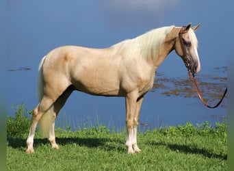 Kentucky Mountain Saddle Horse, Ruin, 14 Jaar, 152 cm, Palomino