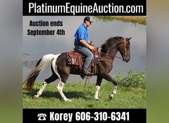 Kentucky Mountain Saddle Horse, Ruin, 14 Jaar, 152 cm, Tobiano-alle-kleuren