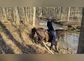 Kentucky Mountain Saddle Horse, Ruin, 14 Jaar, 152 cm, Zwart