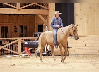 Kentucky Mountain Saddle Horse, Ruin, 14 Jaar, Palomino