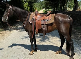 Kentucky Mountain Saddle Horse, Ruin, 16 Jaar, 142 cm, Zwart