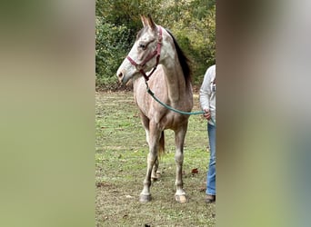 Kentucky Mountain Saddle Horse, Ruin, 16 Jaar, Roan-Bay