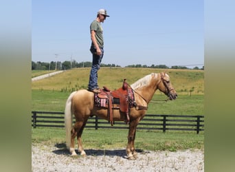 Kentucky Mountain Saddle Horse, Ruin, 17 Jaar, Palomino