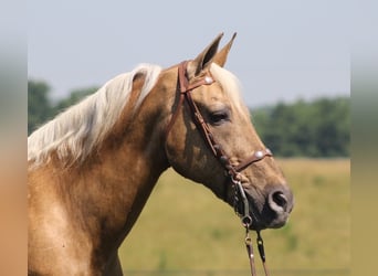 Kentucky Mountain Saddle Horse, Ruin, 17 Jaar, Palomino