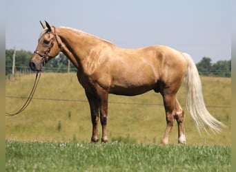 Kentucky Mountain Saddle Horse, Ruin, 17 Jaar, Palomino