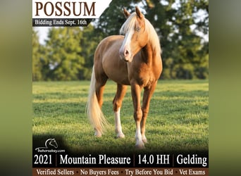 Kentucky Mountain Saddle Horse, Ruin, 5 Jaar, 142 cm, Palomino