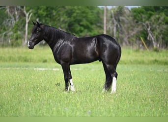 Kentucky Mountain Saddle Horse, Ruin, 5 Jaar, 147 cm, Zwart