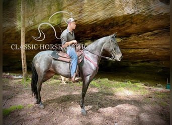 Kentucky Mountain Saddle Horse, Ruin, 5 Jaar, 152 cm, Roodbruin