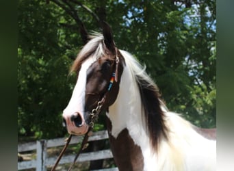Kentucky Mountain Saddle Horse, Ruin, 5 Jaar, 160 cm, Tobiano-alle-kleuren