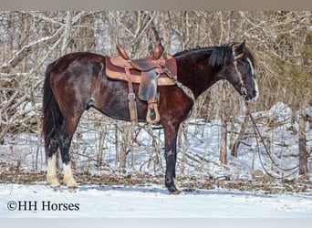 Kentucky Mountain Saddle Horse, Ruin, 7 Jaar, 152 cm, Zwart