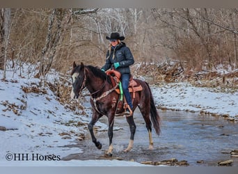 Kentucky Mountain Saddle Horse, Ruin, 7 Jaar, 152 cm, Zwart